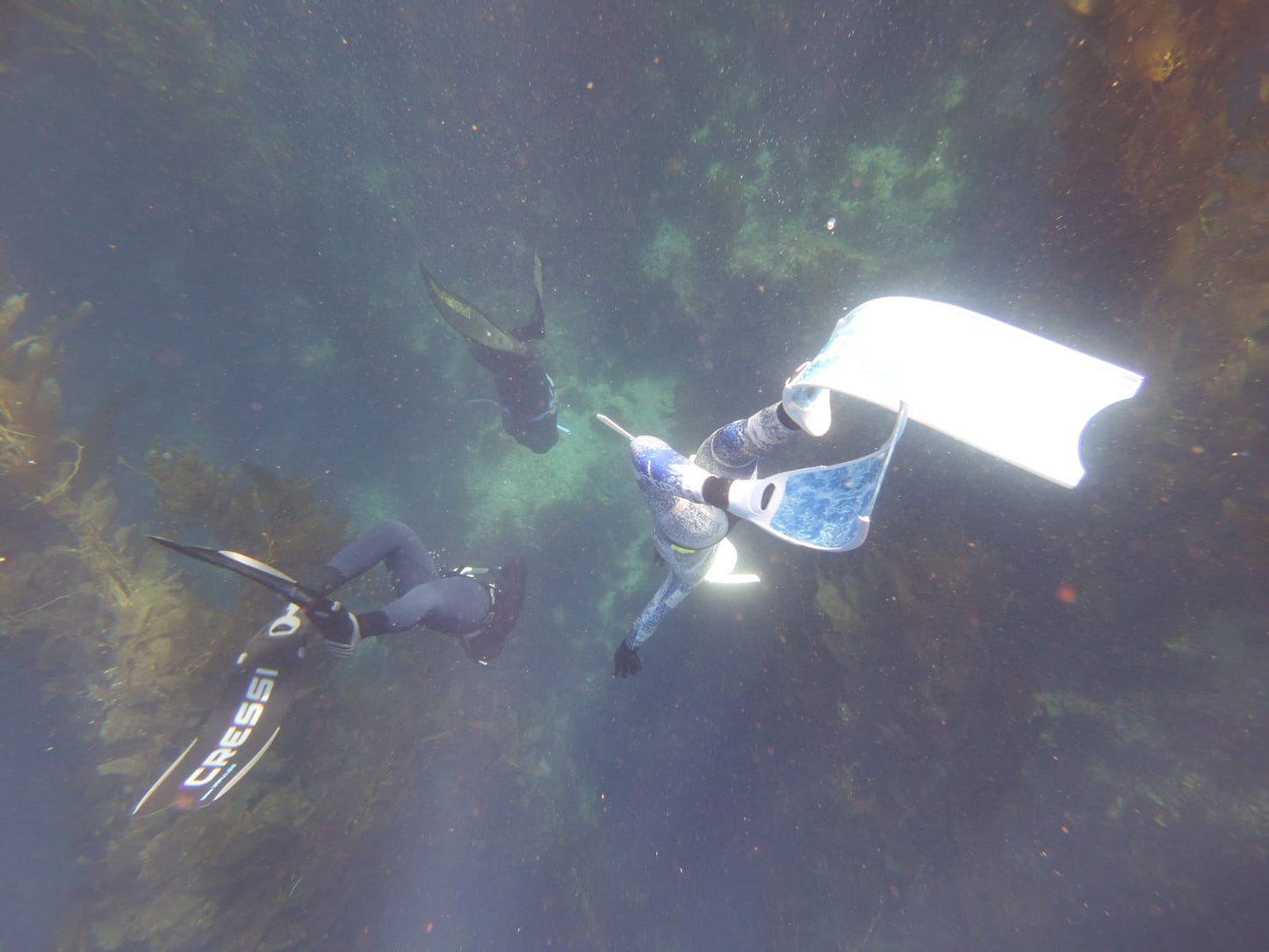 Molchanovs Advanced Freediver Theory (Theory Only)